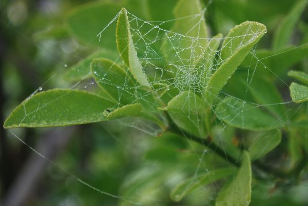 winter webbing